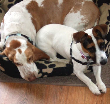 Dog Home Boarding Recommendation Staines Surrey 5